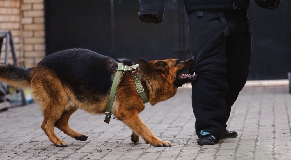 German Shepherd biting a person’s leg, illustrating a North Carolina dog bite injury