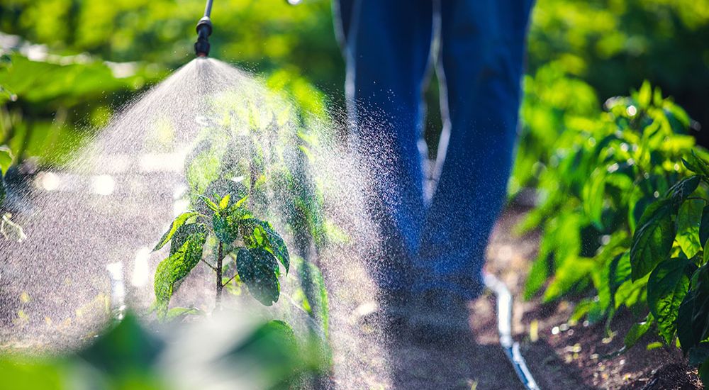 Farmer spraying plants with Roundup in a green field, promoting plant health and agriculture productivity.